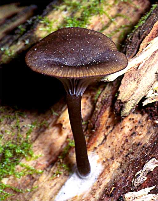 Arrhenia epichysium